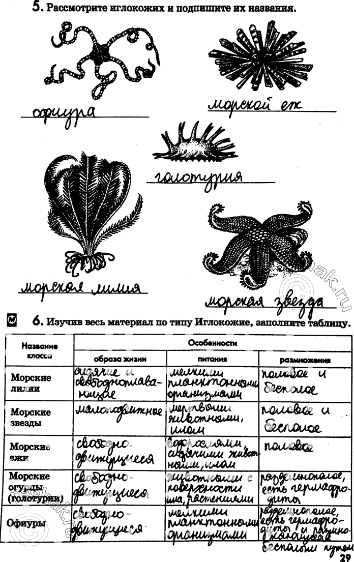 Изображение 5. Рассмотрите иглокожих и подпишите их названия.6. Изучив весь материал по типу Иглокожие, заполните...